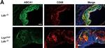 Mouse IgG (H+L) Highly Cross-Adsorbed Secondary Antibody in Immunohistochemistry (Frozen) (IHC (F))