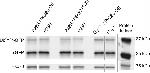 Rabbit IgG (H+L) Cross-Adsorbed Secondary Antibody in Western Blot (WB)