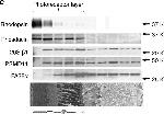 Rabbit IgG (H+L) Cross-Adsorbed Secondary Antibody in Western Blot (WB)