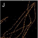 Rabbit IgG (H+L) Highly Cross-Adsorbed Secondary Antibody in Immunocytochemistry (ICC/IF)