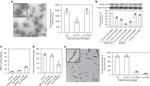 Transferrin Receptor Antibody