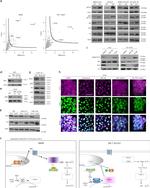 RICTOR Antibody