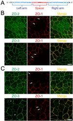 ZO-2 Antibody