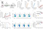 CD62L (L-Selectin) Antibody in Flow Cytometry (Flow)