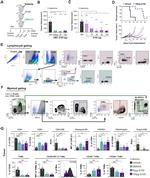 CD103 (Integrin alpha E) Antibody in Flow Cytometry (Flow)