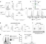 CD45R (B220) Antibody in Flow Cytometry (Flow)