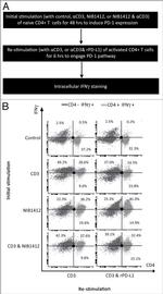 IFN gamma Antibody in Flow Cytometry (Flow)