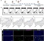 CD8a Antibody in Immunohistochemistry (IHC)