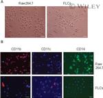 CD11b Antibody in Immunocytochemistry (ICC/IF)