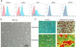 Ly-6A/E (Sca-1) Antibody in Flow Cytometry (Flow)