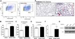 CD206 (MMR) Antibody in Flow Cytometry (Flow)