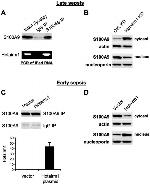 Ly-6G/Ly-6C Antibody in Flow Cytometry (Flow)