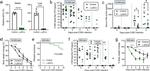 CD11c Antibody in Flow Cytometry (Flow)