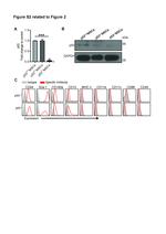 MHC Class II I-Ab Antibody in Flow Cytometry (Flow)