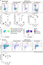 CD16 Antibody in Flow Cytometry (Flow)