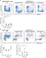 Granzyme A Antibody in Flow Cytometry (Flow)