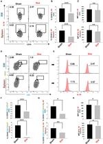 CD19 Antibody in Flow Cytometry (Flow)