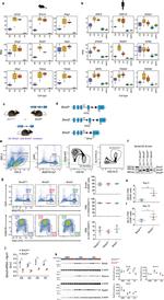 CD23 Antibody in Flow Cytometry (Flow)