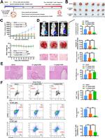 CD25 Antibody in Flow Cytometry (Flow)