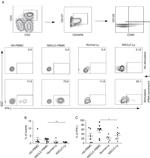 CD127 Antibody in Flow Cytometry (Flow)