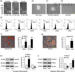 CD34 Antibody in Flow Cytometry (Flow)