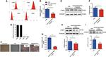 CD29 (Integrin beta 1) Antibody in Flow Cytometry (Flow)