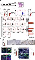 CD140a (PDGFRA) Antibody in Flow Cytometry (Flow)