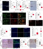 CD31 (PECAM-1) Antibody in Immunocytochemistry, Immunohistochemistry (ICC/IF, IHC)