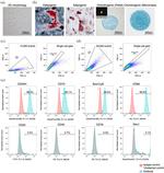 CD34 Antibody in Flow Cytometry (Flow)