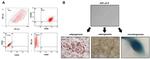 CD105 (Endoglin) Antibody in Flow Cytometry (Flow)