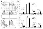 TCR gamma/delta Antibody in Flow Cytometry (Flow)