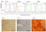 CD90 (Thy-1) Antibody in Flow Cytometry (Flow)