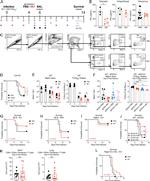 CD44 Antibody in Flow Cytometry (Flow)