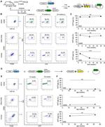 CD45 Antibody in Flow Cytometry (Flow)