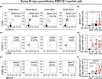 CD45 Antibody in Flow Cytometry (Flow)