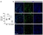 CD45 Antibody in Immunohistochemistry (Frozen) (IHC (F))