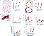 CD45R (B220) Antibody in Immunohistochemistry (IHC)