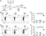 CD45.2 Antibody in Flow Cytometry (Flow)