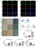 F4/80 Antibody in Immunocytochemistry (ICC/IF)