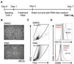 CD11b Antibody in Flow Cytometry (Flow)