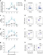 CD69 Antibody in Flow Cytometry (Flow)