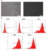 CD73 Antibody in Flow Cytometry (Flow)