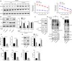 CD206 (MMR) Antibody in Flow Cytometry (Flow)