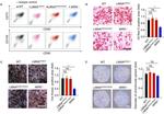 CD105 (Endoglin) Antibody in Flow Cytometry (Flow)