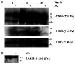 CD81 Antibody in Western Blot (WB)