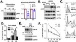 CD115 (c-fms) Antibody in Flow Cytometry (Flow)