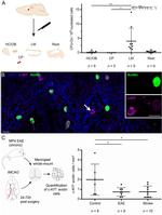 CD117 (c-Kit) Antibody in Immunocytochemistry (ICC/IF)