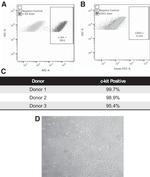 CD117 (c-Kit) Antibody in Flow Cytometry (Flow)