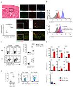 CD127 Antibody in Flow Cytometry (Flow)