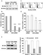 CD4 Antibody in Western Blot (WB)